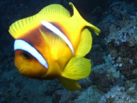 /album/klauni-a-sapini/foto-roman-216-jpg/